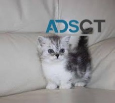 CHARMING MUNCHKIN KITTENS READY TO LEAVE