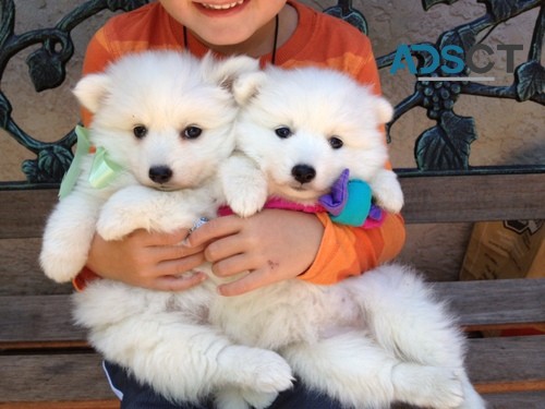 Japanese Spitz puppies