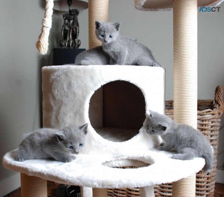 Russian Blue kittens