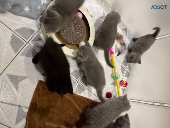 Quality British Shorthair Kittens