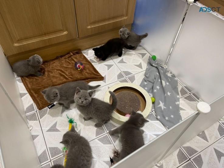 Quality British Shorthair Kittens