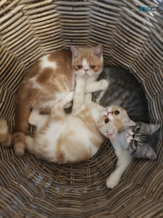  Exotic Shorthair Kittens ready to leave