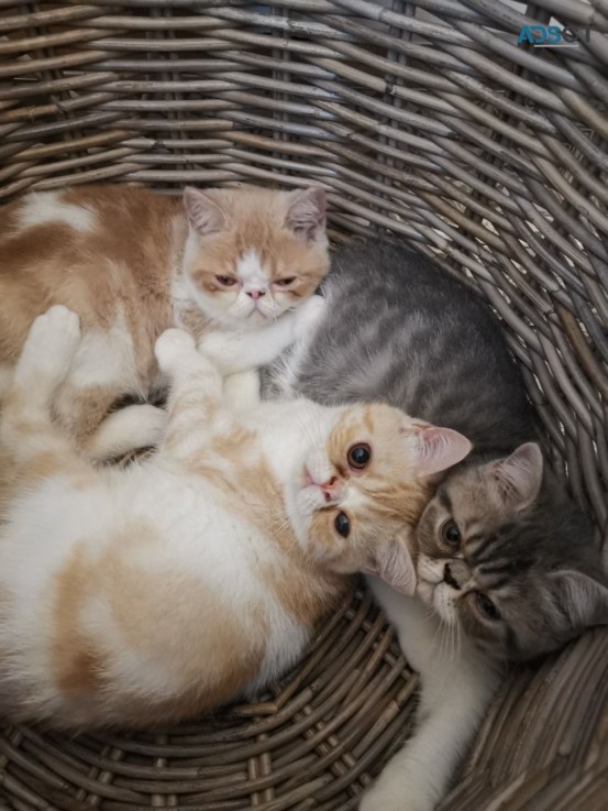  Exotic Shorthair Kittens ready to leave