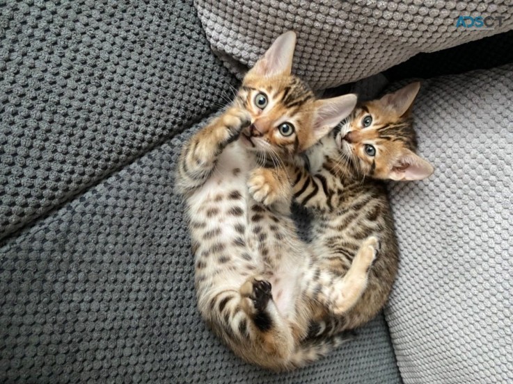 Stunning Pure Bengal Kittens