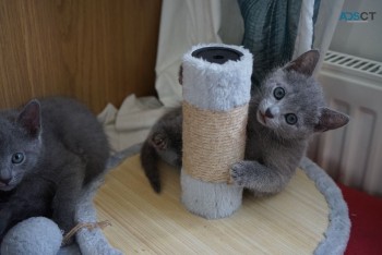 Russian Blue kittens