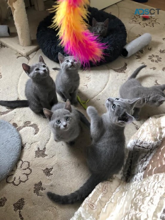 Russian Blue kittens