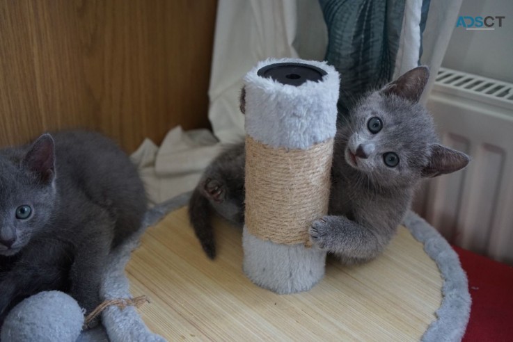 Russian Blue kittens