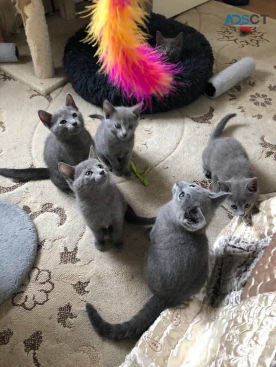 Russian Blue kittens