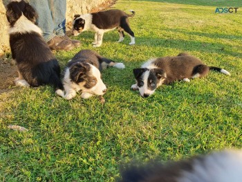 Border Collie Puppies  