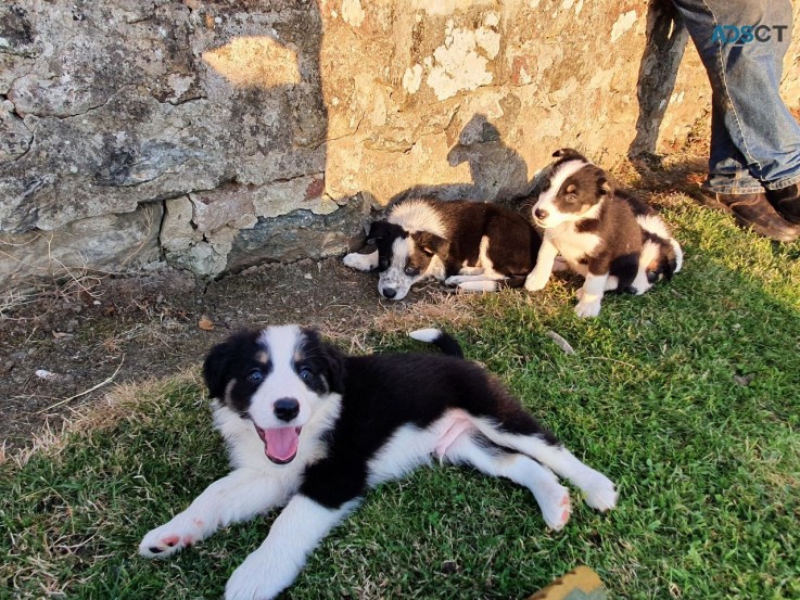 Border Collie Puppies  