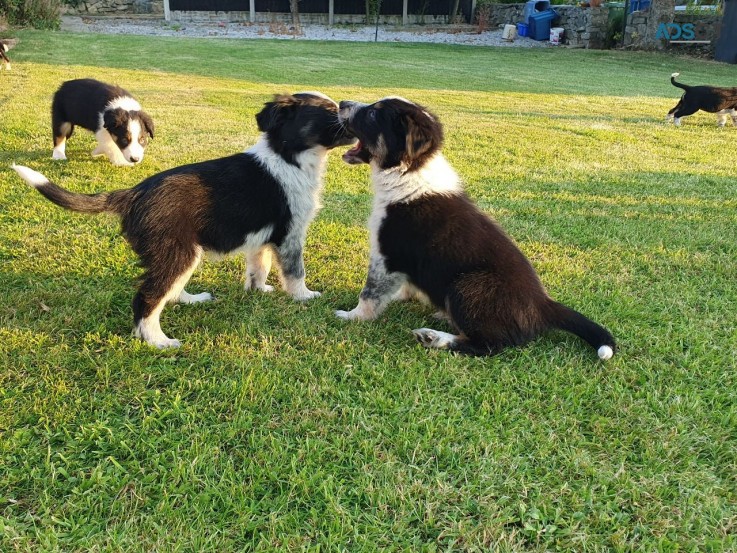 Border Collie Puppies  