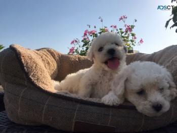 Bichon Frice Puppies 