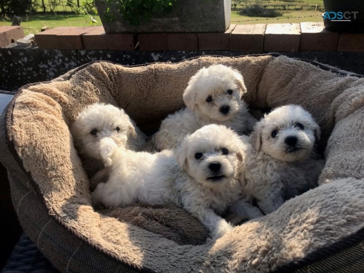 Bichon Frice Puppies 