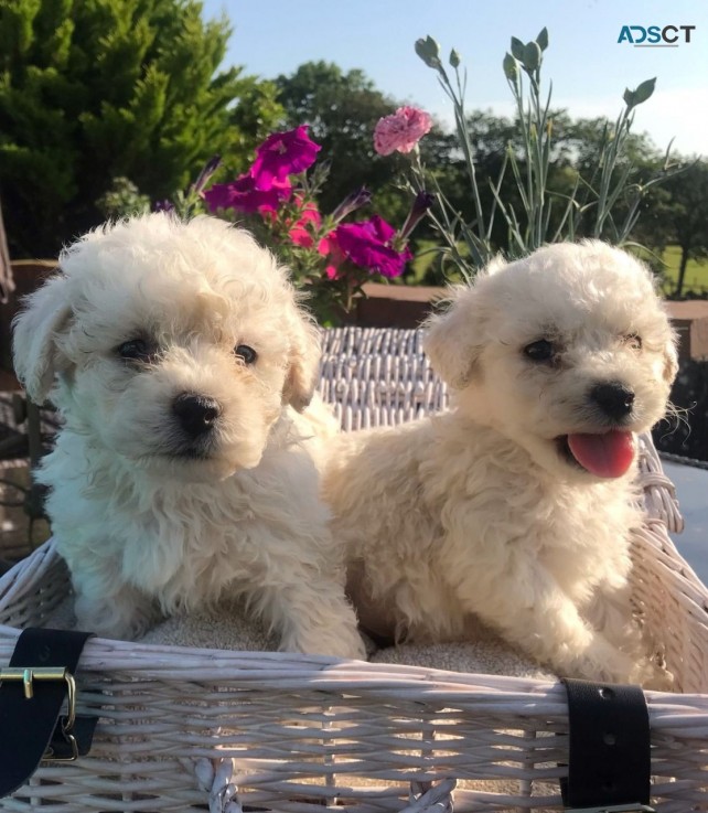 Bichon Frice Puppies 