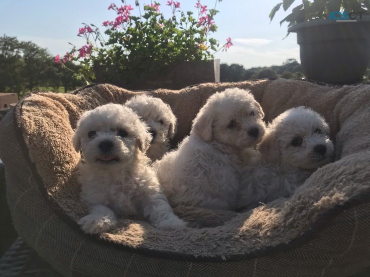 Bichon Frice Puppies 