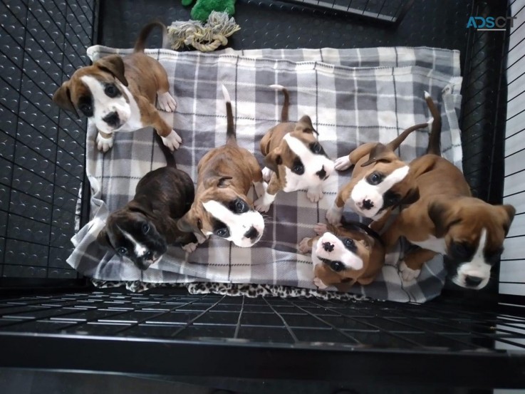 Boxer puppies