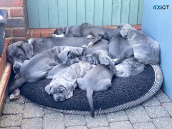 Blue Cane Corso Puppies   