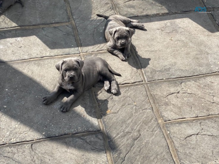 Blue Cane Corso Puppies   