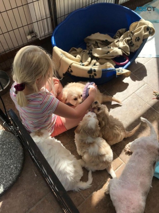 Cavachon puppies