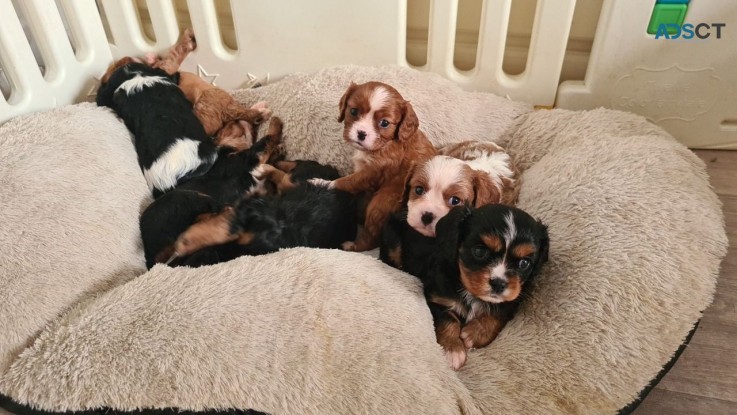  Stunning Cavalier King Charles Puppies