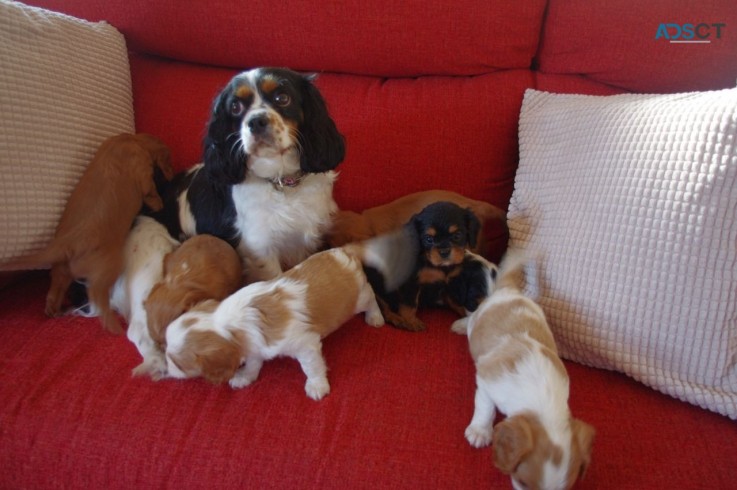  Stunning Cavalier King Charles Puppies