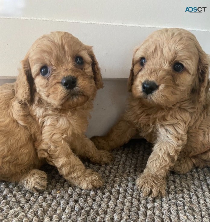 Gorgeous Cavapoo puppies