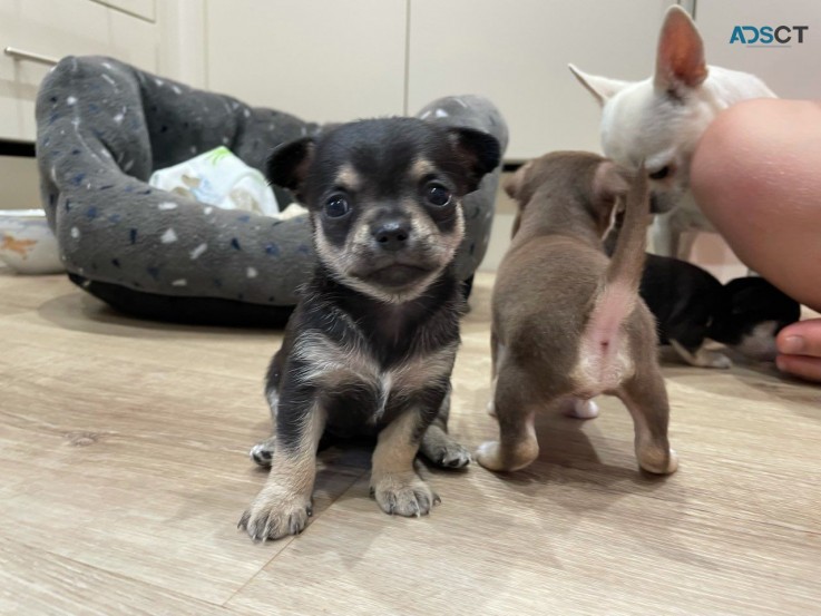 Chihuahua puppies