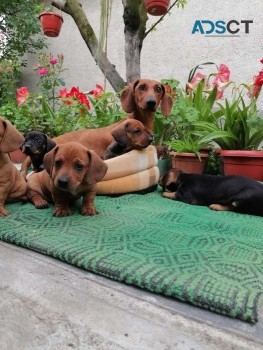 Dachshund Puppies