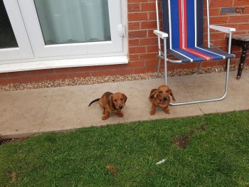 Dachshund Puppies