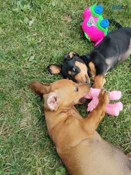 Dachshund Puppies