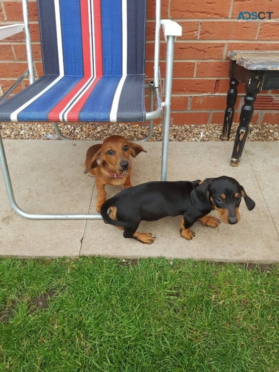 Dachshund Puppies