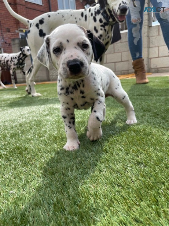 Dalmatian puppies