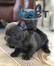 Blue French bulldog puppies