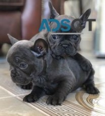 Blue French bulldog puppies