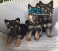 German Shepherd Puppies