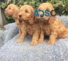 Cockapoo Puppies