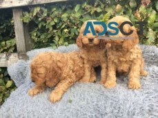 Cockapoo Puppies