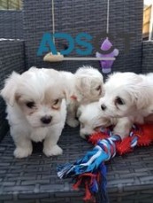 Affectionate Maltese puppies  