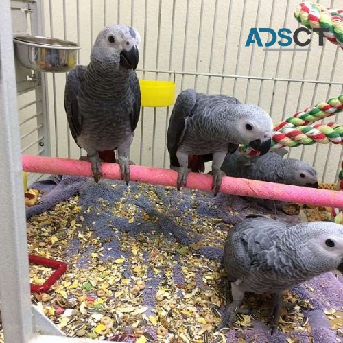 African Grey Parrots