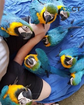 Gorgeous Blue and Gold Macaw Parrots  