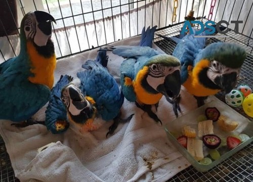 Gorgeous Blue and Gold Macaw Parrots  