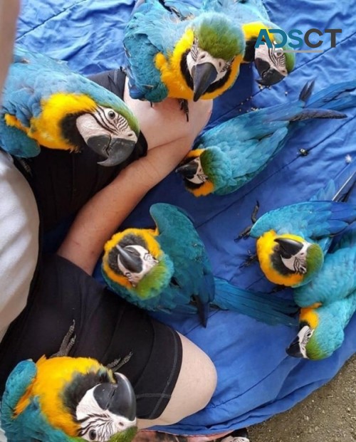 Gorgeous Blue and Gold Macaw Parrots  