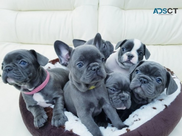 French Bulldog puppies