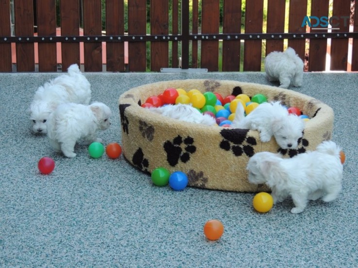 Maltese Puppies