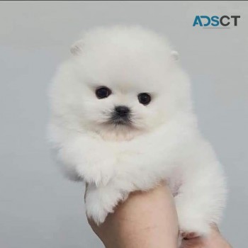 Tiny micro teacup Pomeranian puppies