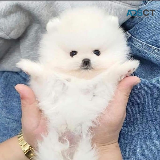 Tiny micro teacup Pomeranian puppies