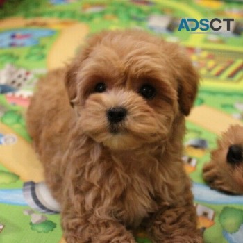 Super Maltipoo puppies for sale