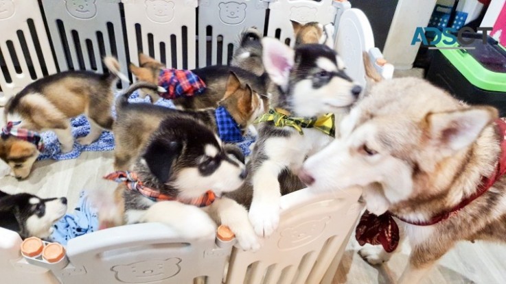 GORGEOUS  ALASKAN MALAMUTE PUPPIES AVAIL