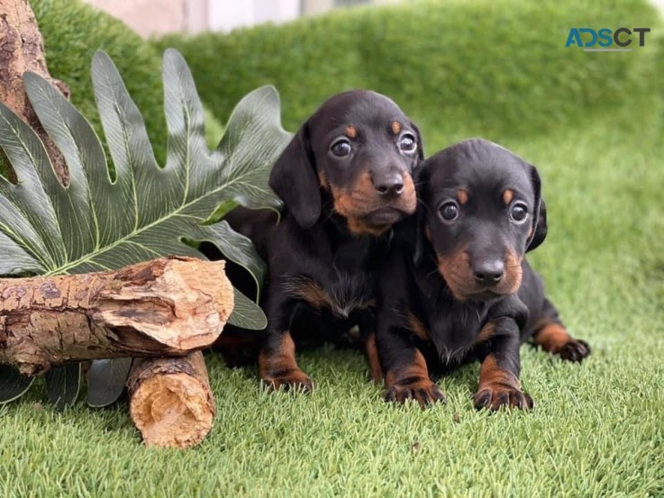 Dachshund puppies 