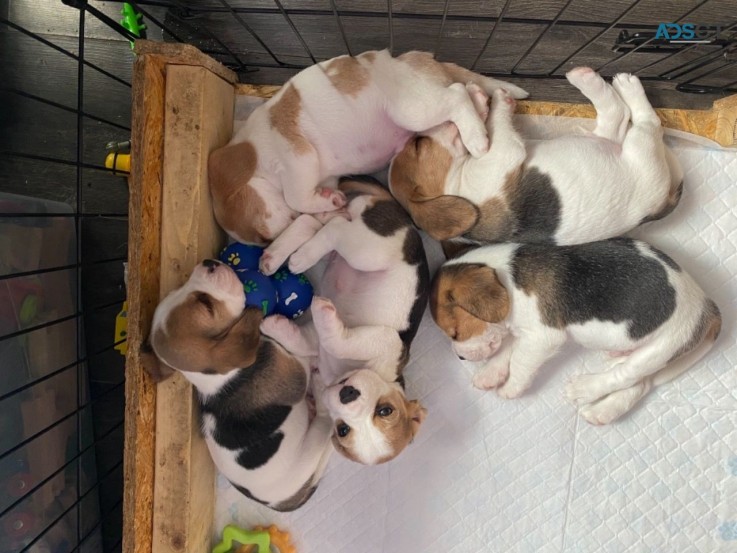 ADORABLE BEAGLE FOR SALE